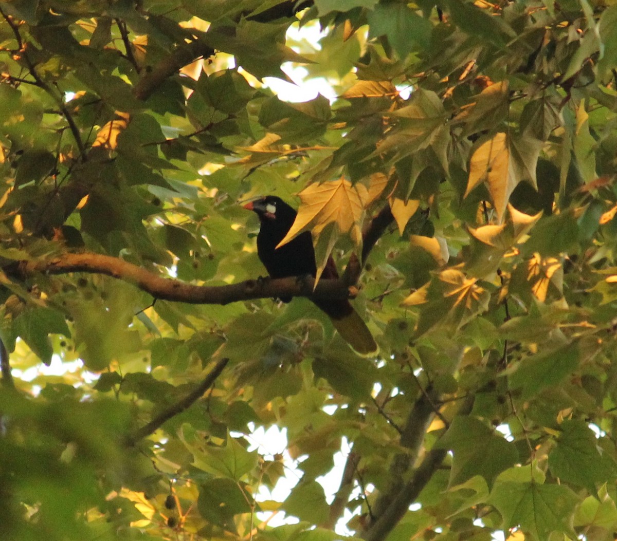 Montezuma Oropendola - Adrian Ciprés