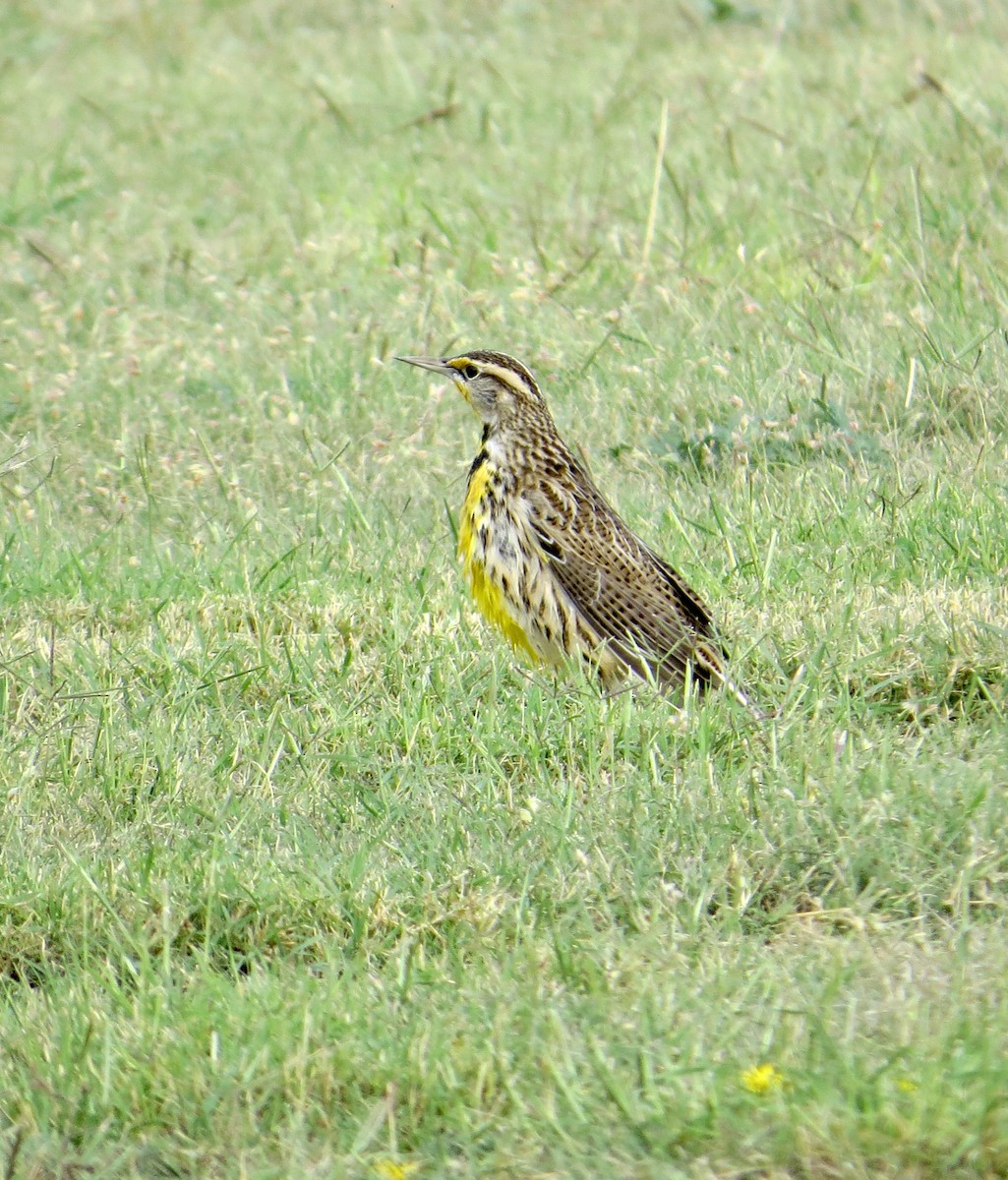 Western/Eastern Meadowlark - ML343519031