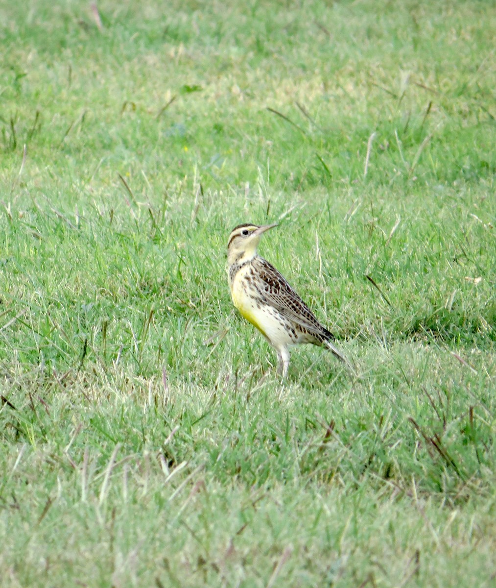 Western/Eastern Meadowlark - ML343519061