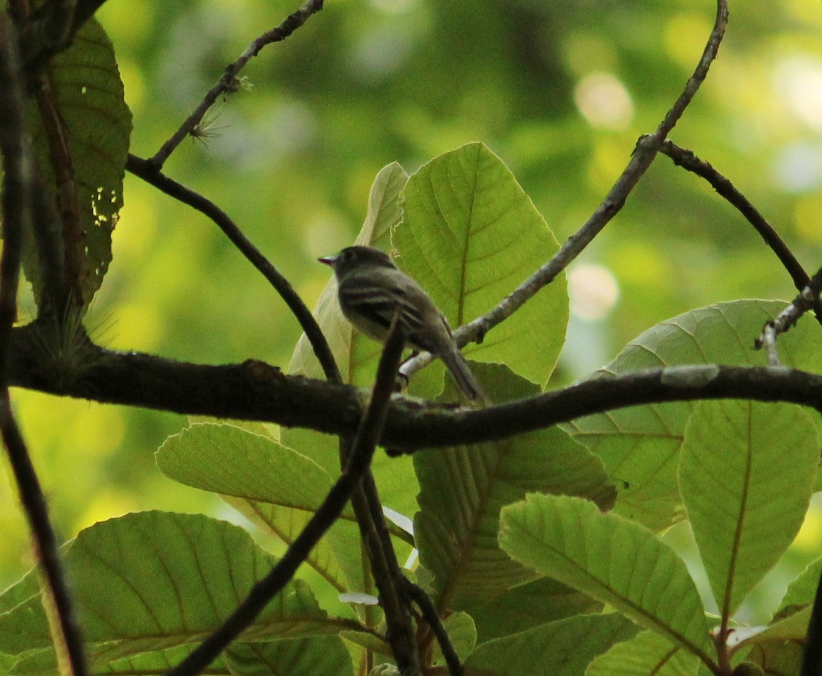 Mosquero sp. (Empidonax sp.) - ML343519171