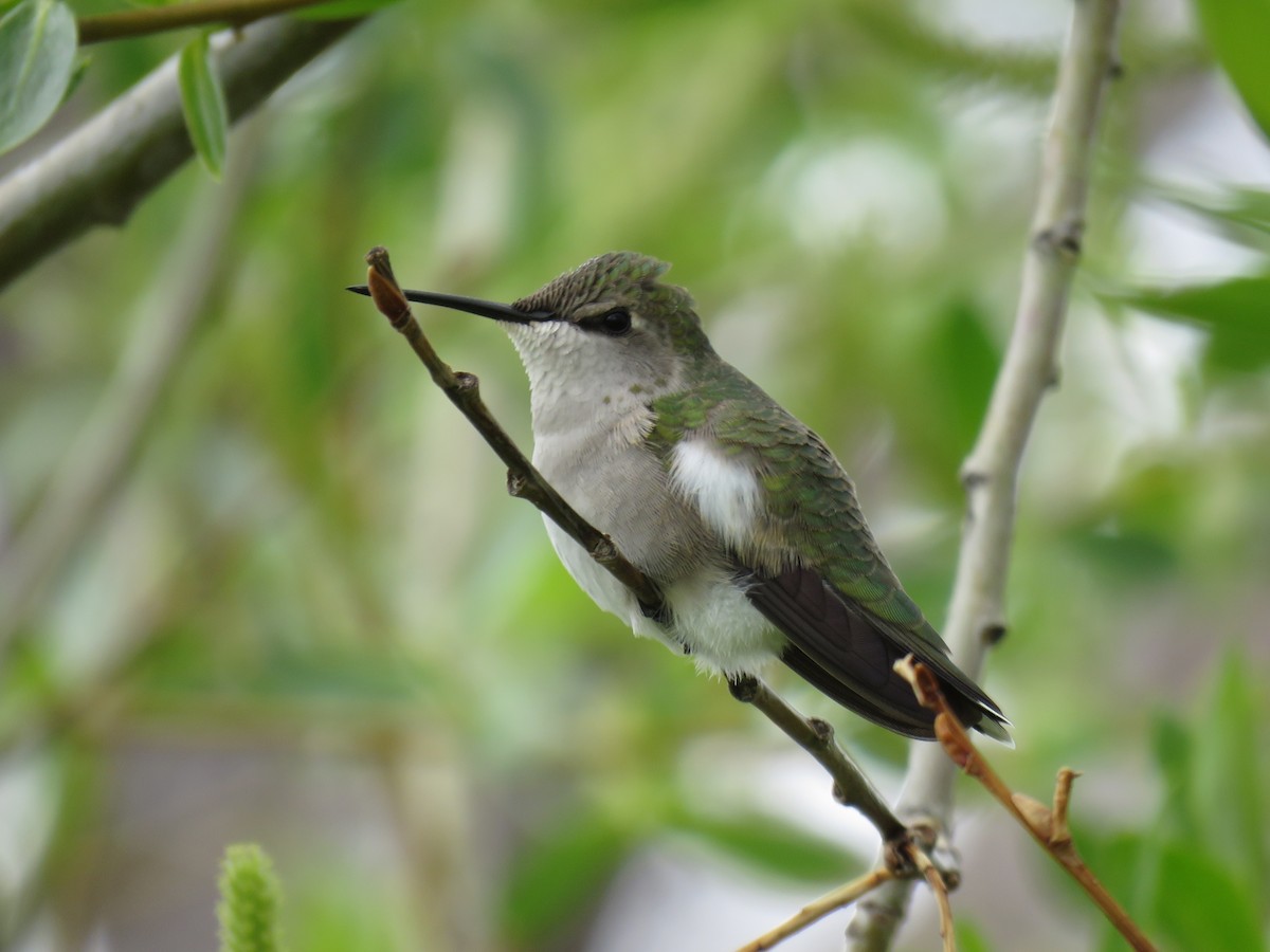 Black-chinned Hummingbird - David R. Scott