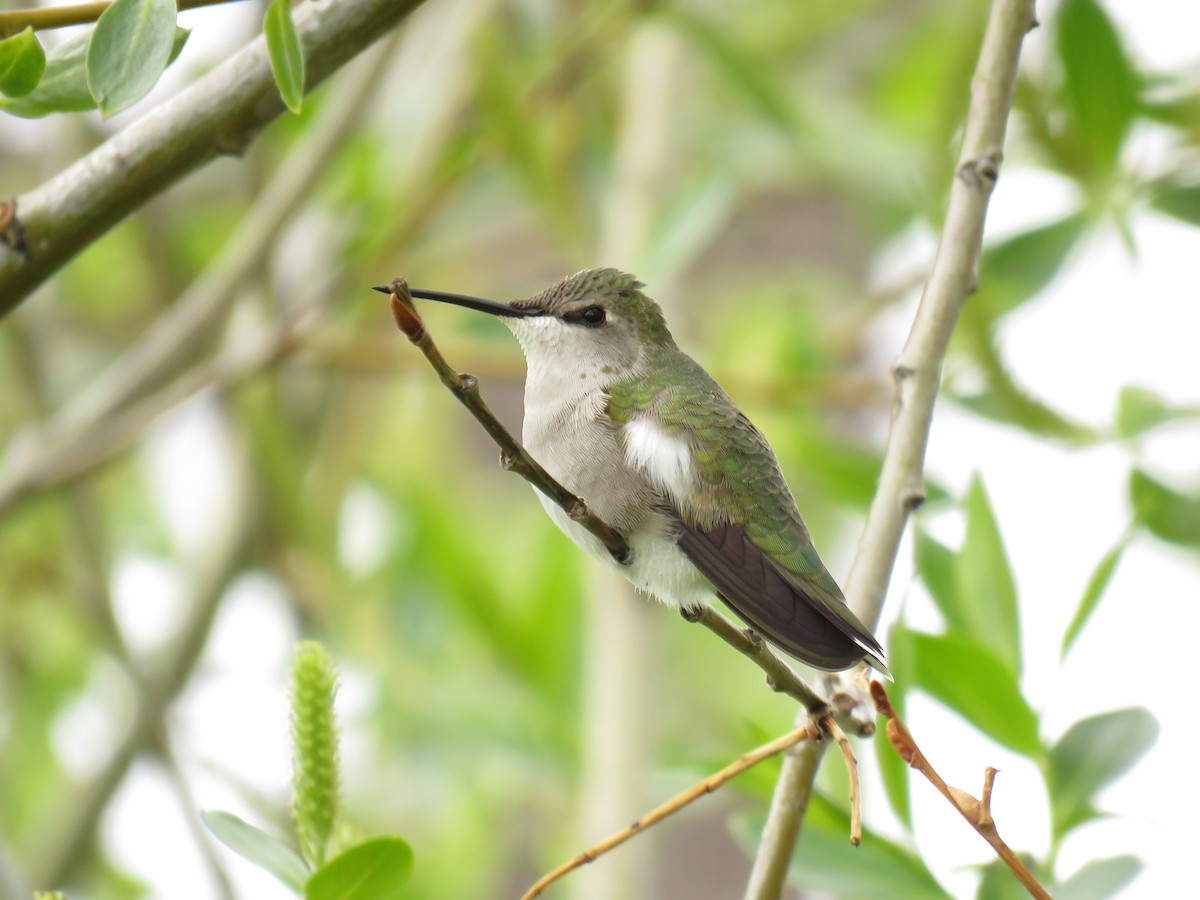 Black-chinned Hummingbird - David R. Scott