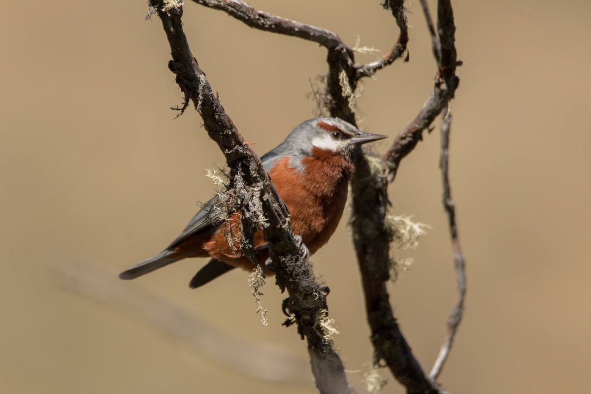 Giant Conebill - ML343520081