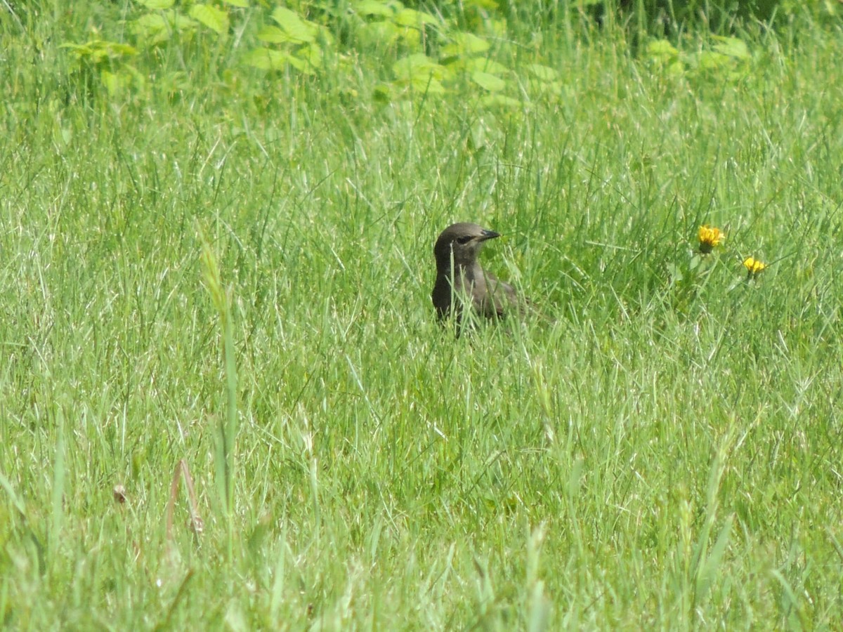 "Коровий трупиал, буроголовый желтушник" - ML343520391