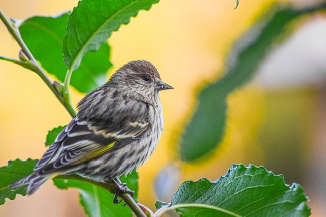 Pine Siskin - Vince  Livecchi