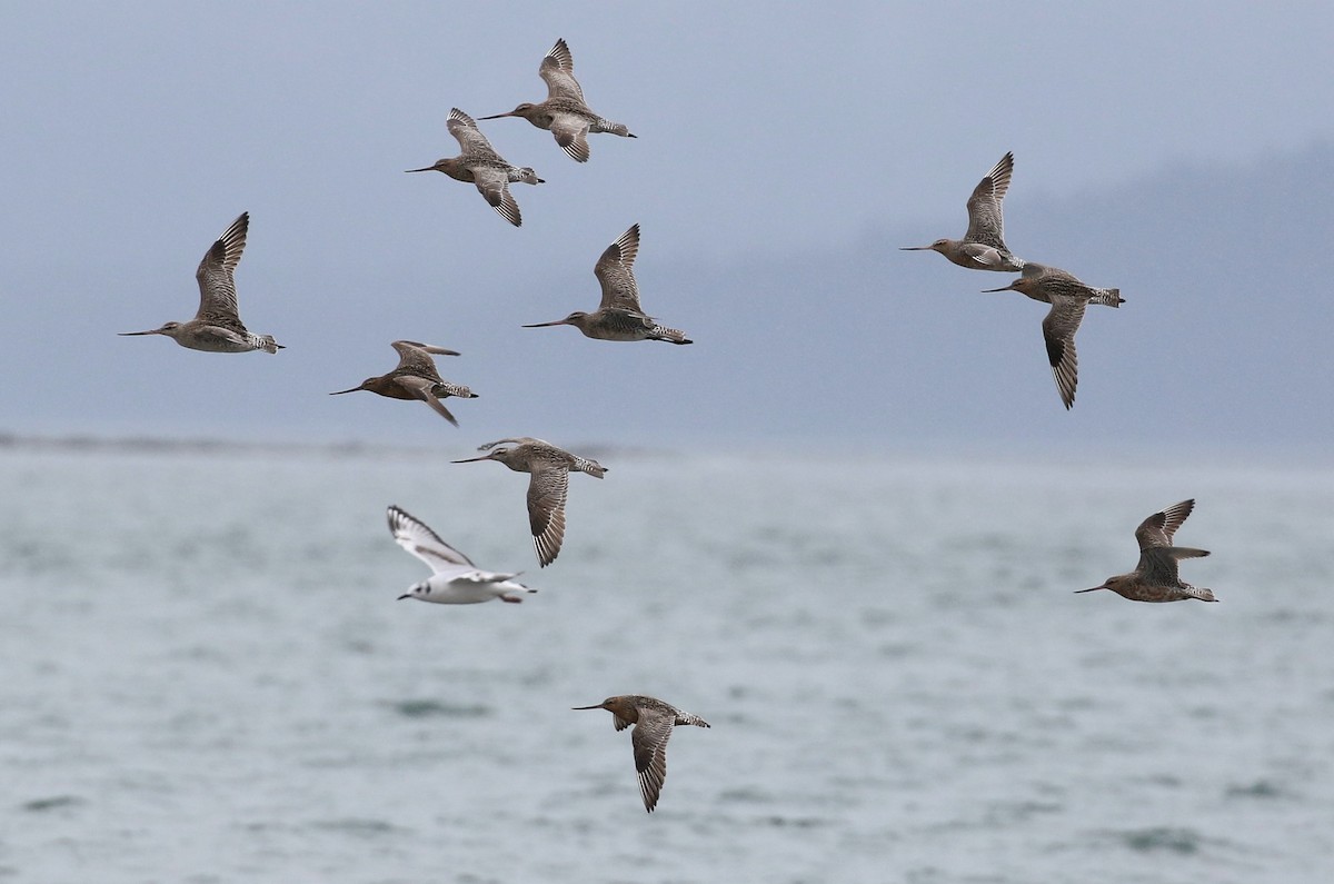 Bar-tailed Godwit - ML343523711