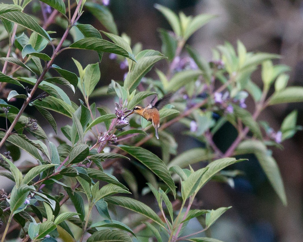 kolibřík malý - ML343523901