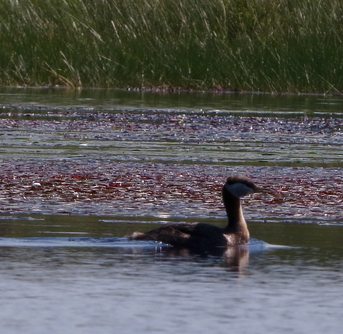 Red-necked Grebe - ML34352431