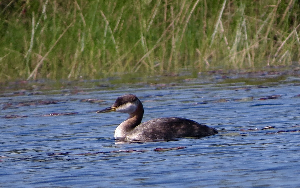 Red-necked Grebe - ML34352441