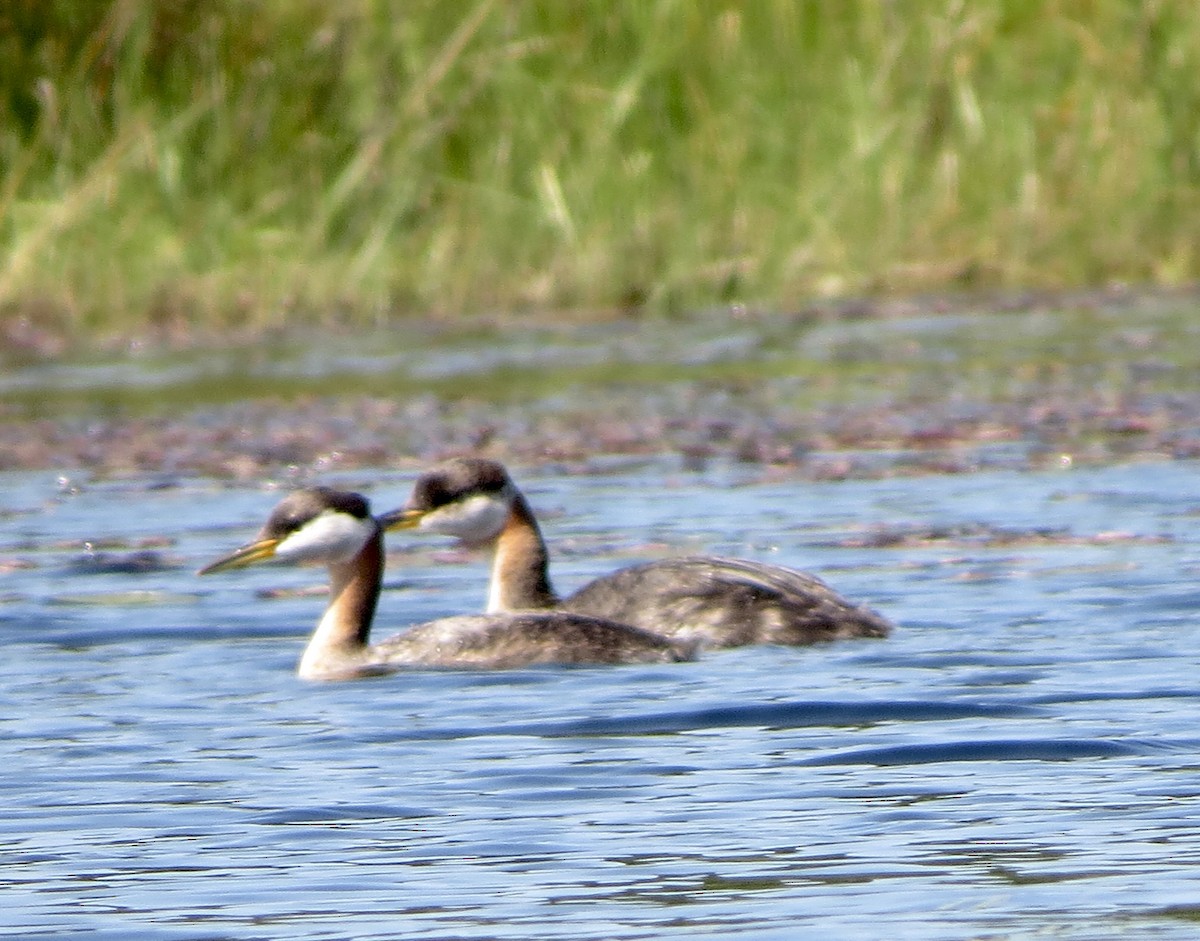 Red-necked Grebe - ML34352451