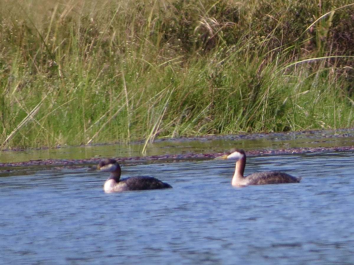 Red-necked Grebe - ML34352461