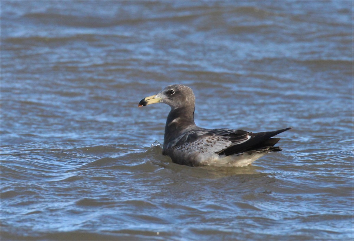 Olrog's Gull - ML343524701