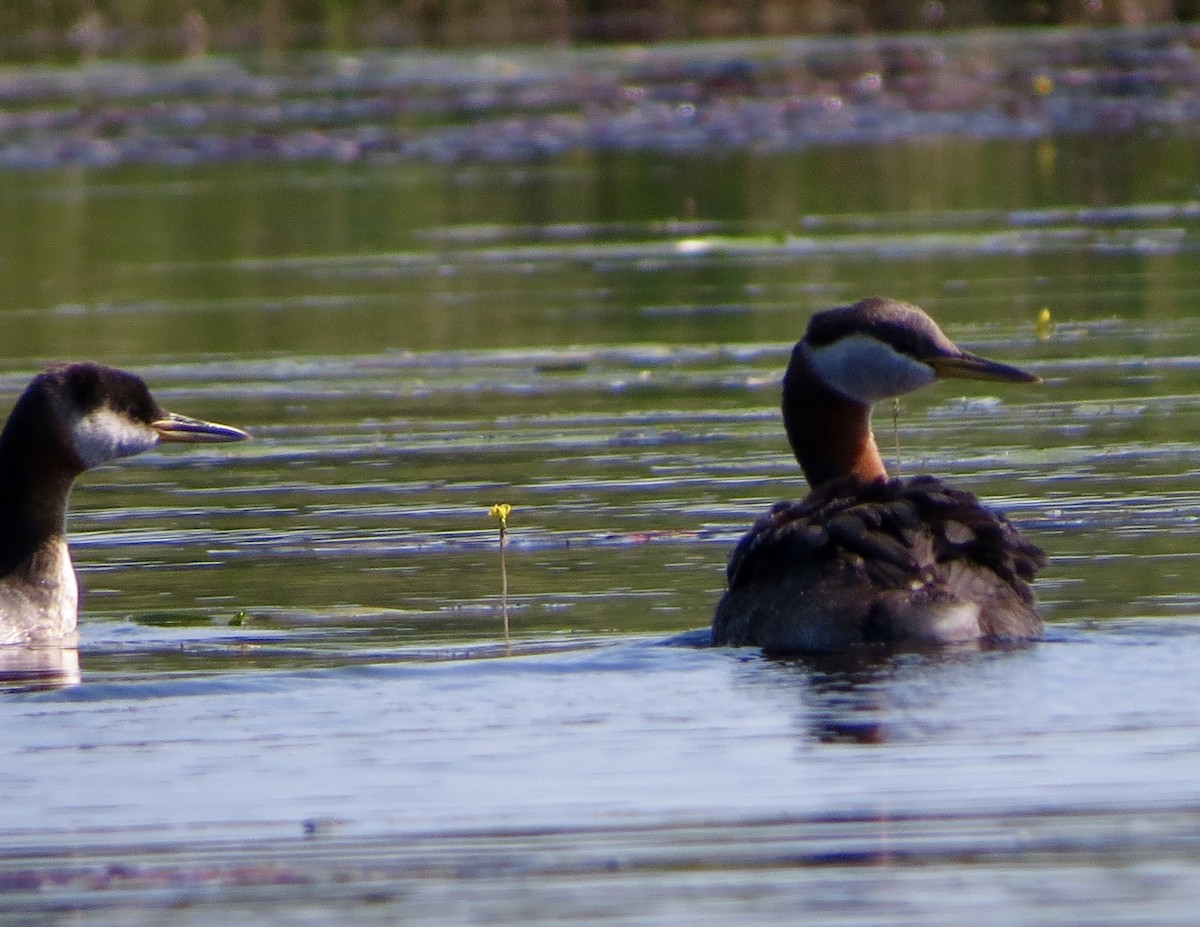 Red-necked Grebe - ML34352471