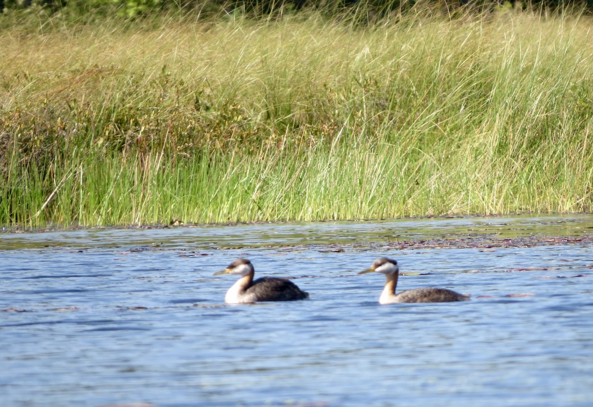 Red-necked Grebe - ML34352481