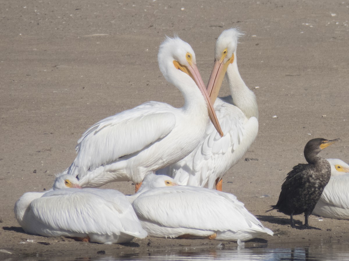 American White Pelican - ML34352501