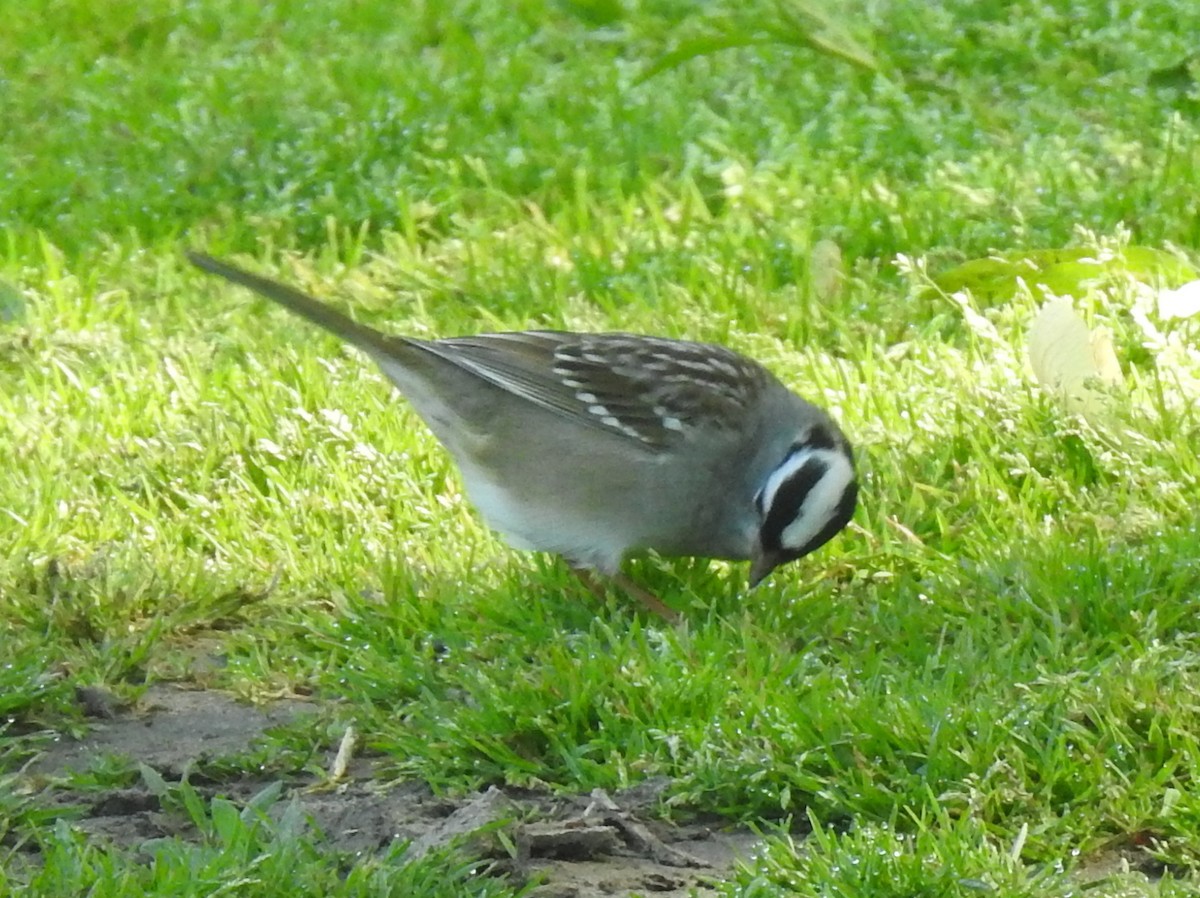 White-crowned Sparrow - ML343525181
