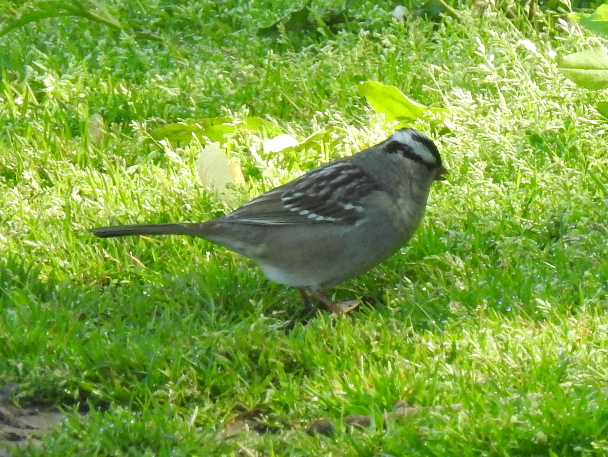 White-crowned Sparrow - ML343525191
