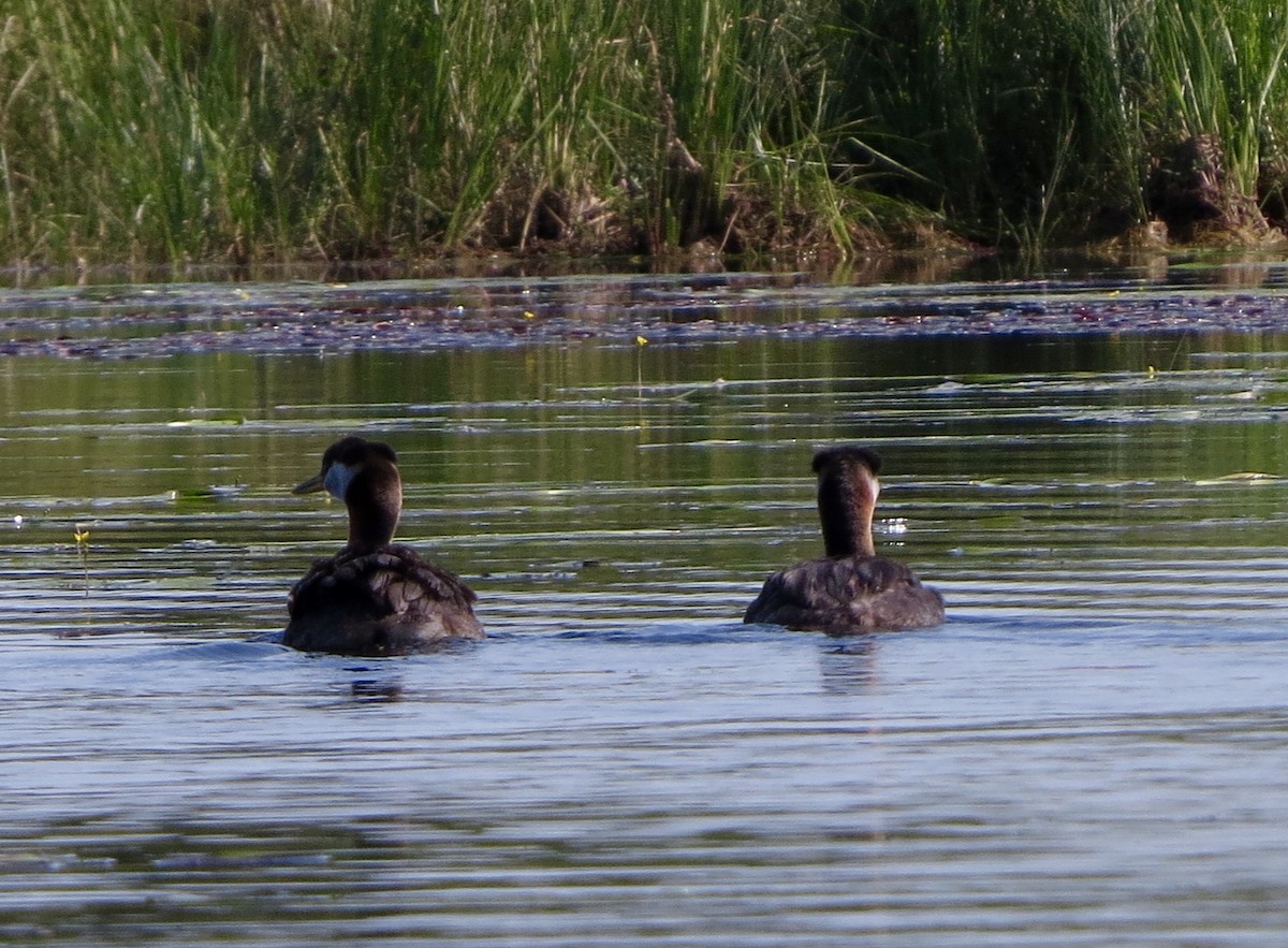 Red-necked Grebe - ML34352521