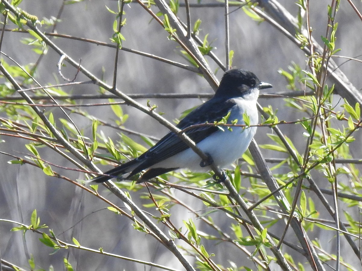 Eastern Kingbird - ML343525471