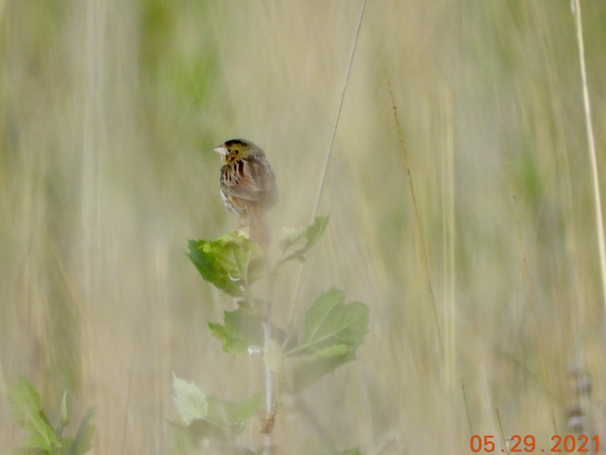 Henslow's Sparrow - ML343525551