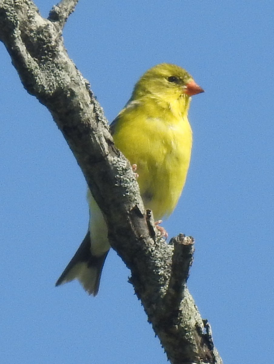 American Goldfinch - Chris Wiles