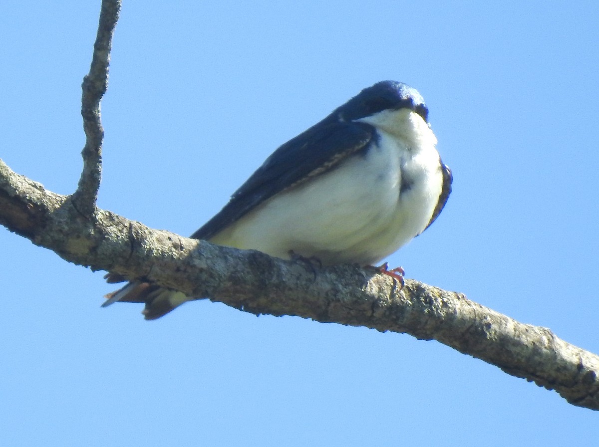 Golondrina Bicolor - ML343525831