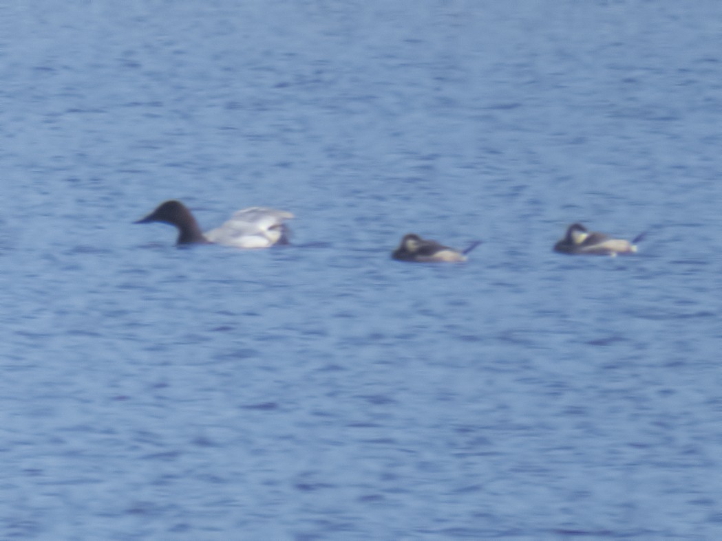 Canvasback - ML34352611