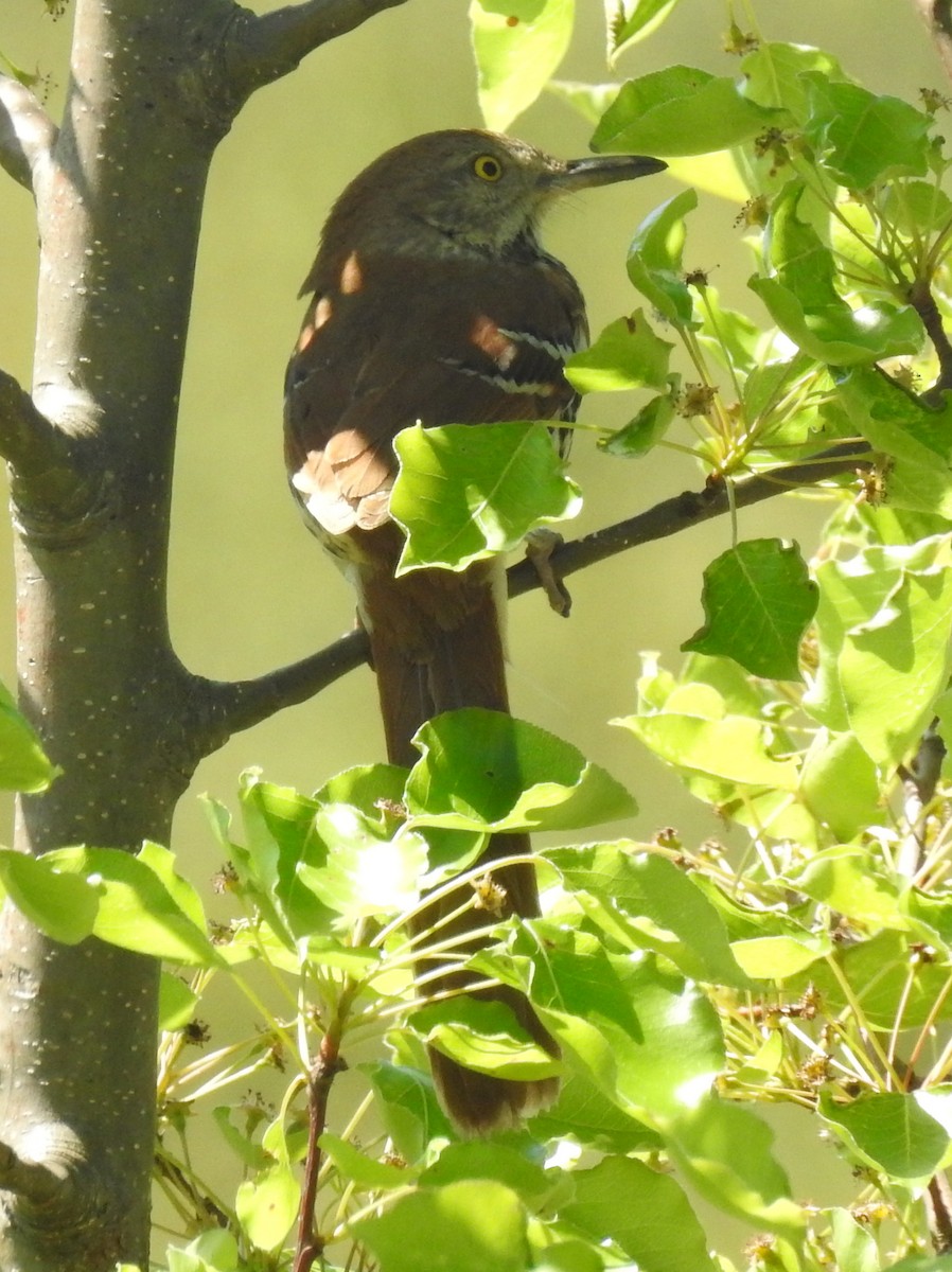 Brown Thrasher - ML343526911