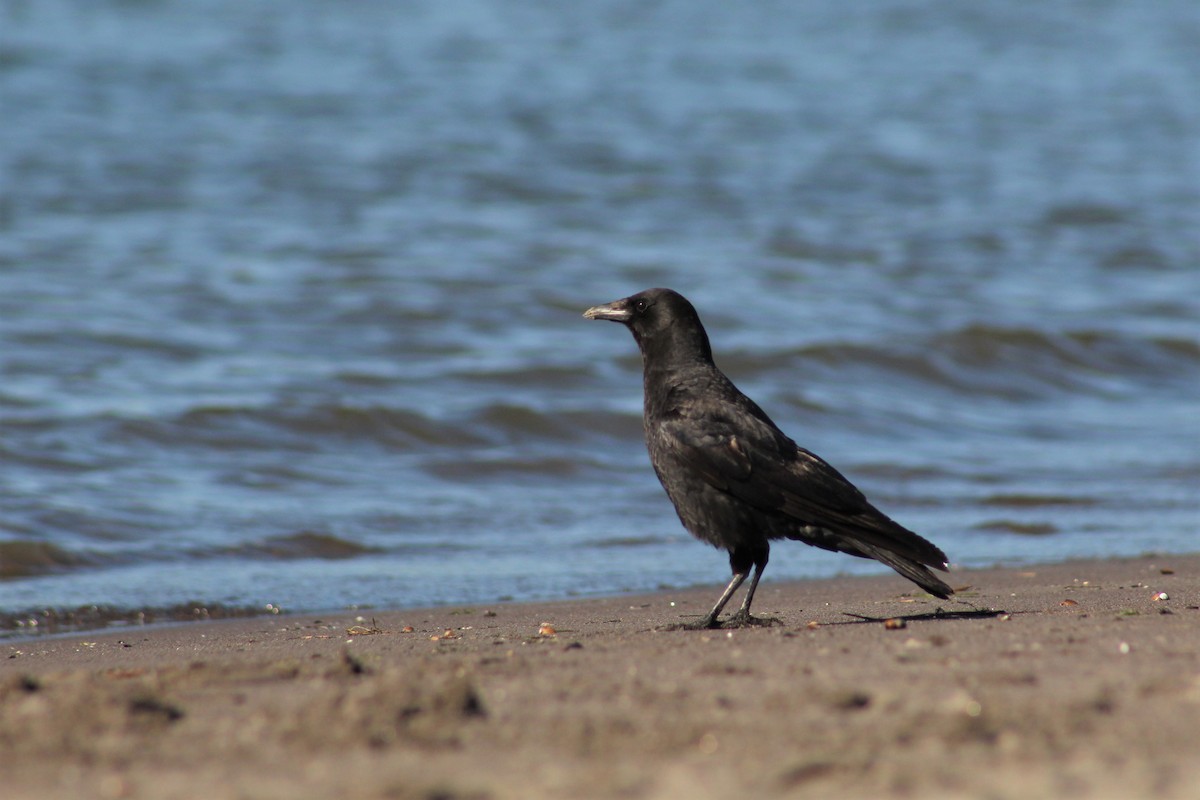 American Crow - ML343527091