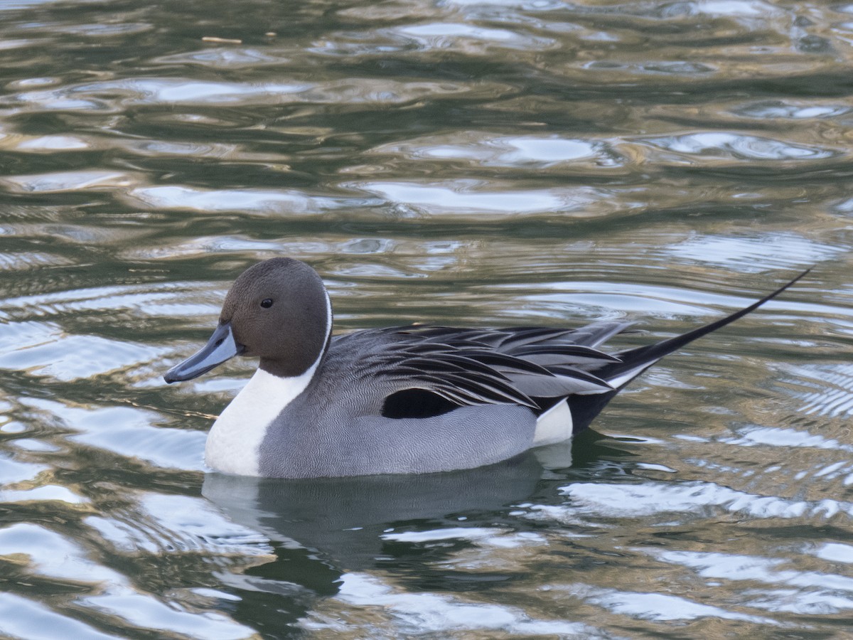 Northern Pintail - Glenn Kincaid:GreenBigYear