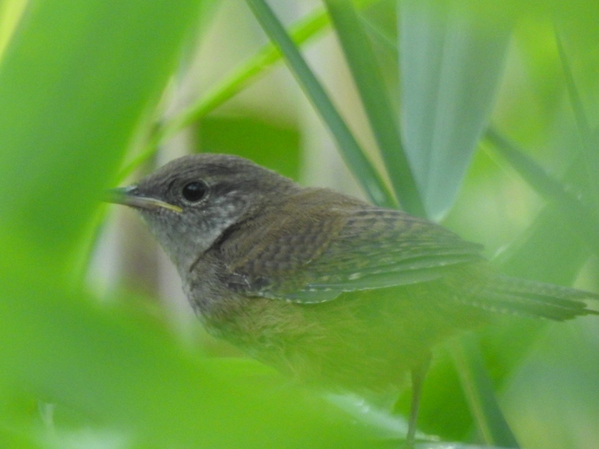 Winter Wren - ML34352781