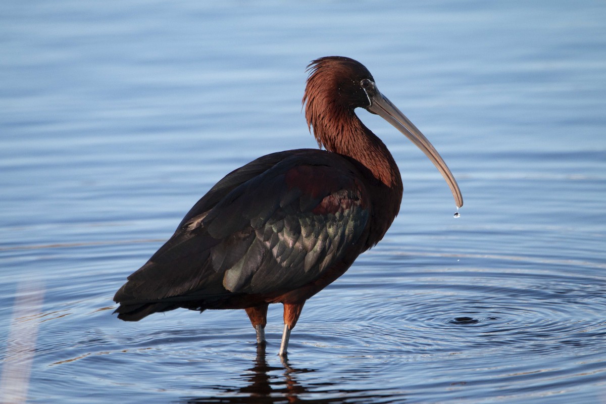 ibis hnědý - ML343529051