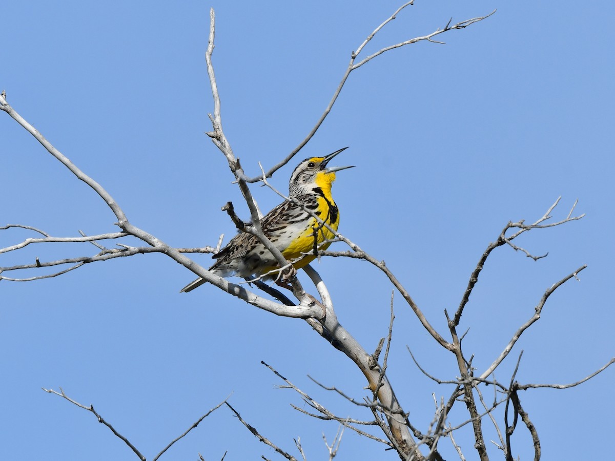 Western Meadowlark - ML343529771