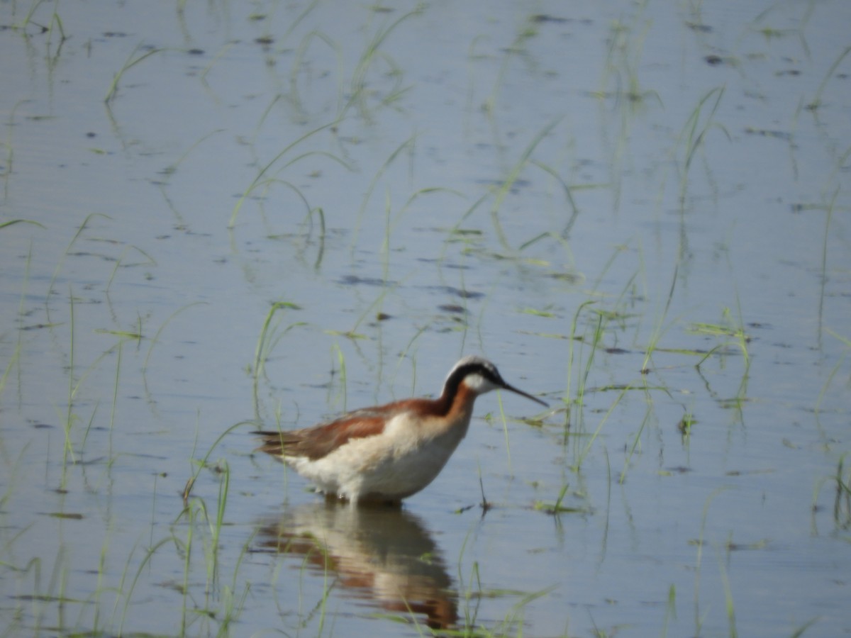 Wilson's Phalarope - Adam Kucharek