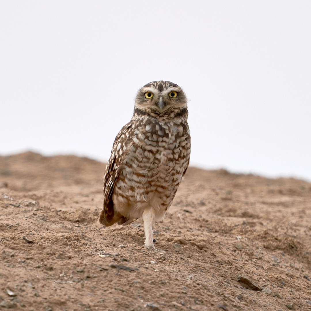 Burrowing Owl - Luis Salazar Vargas