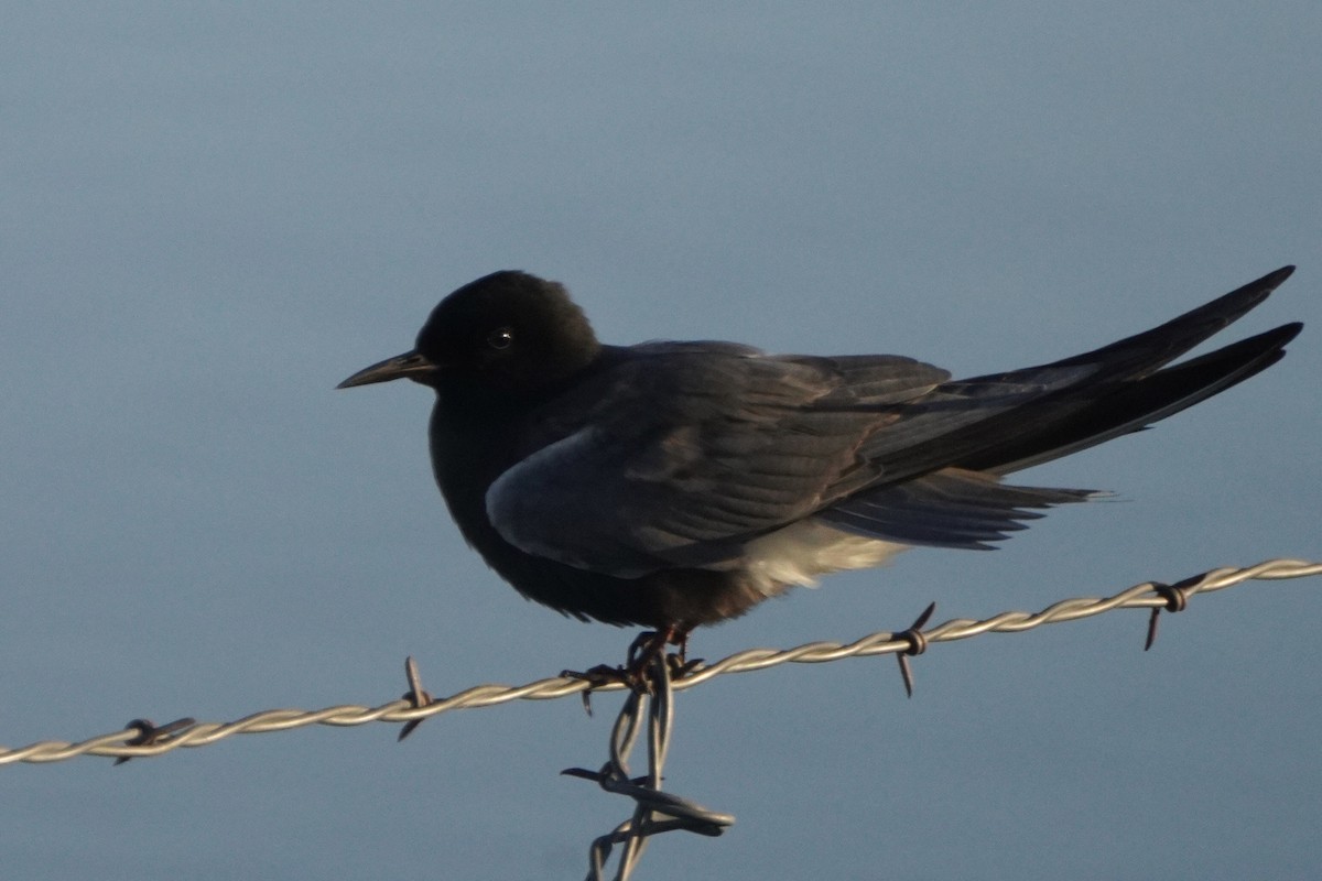 Black Tern - Gustino Lanese