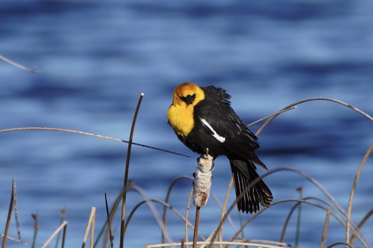 Yellow-headed Blackbird - ML343531771