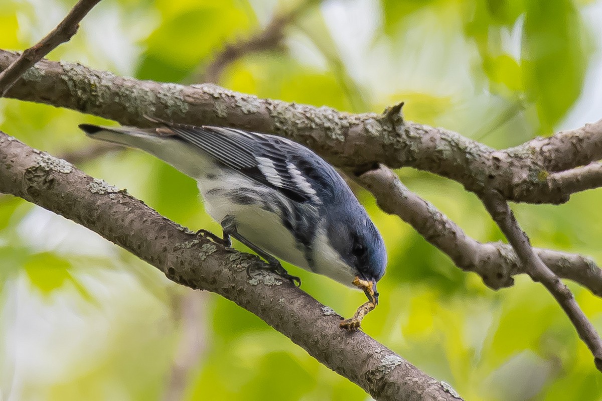Cerulean Warbler - Donald Dixon