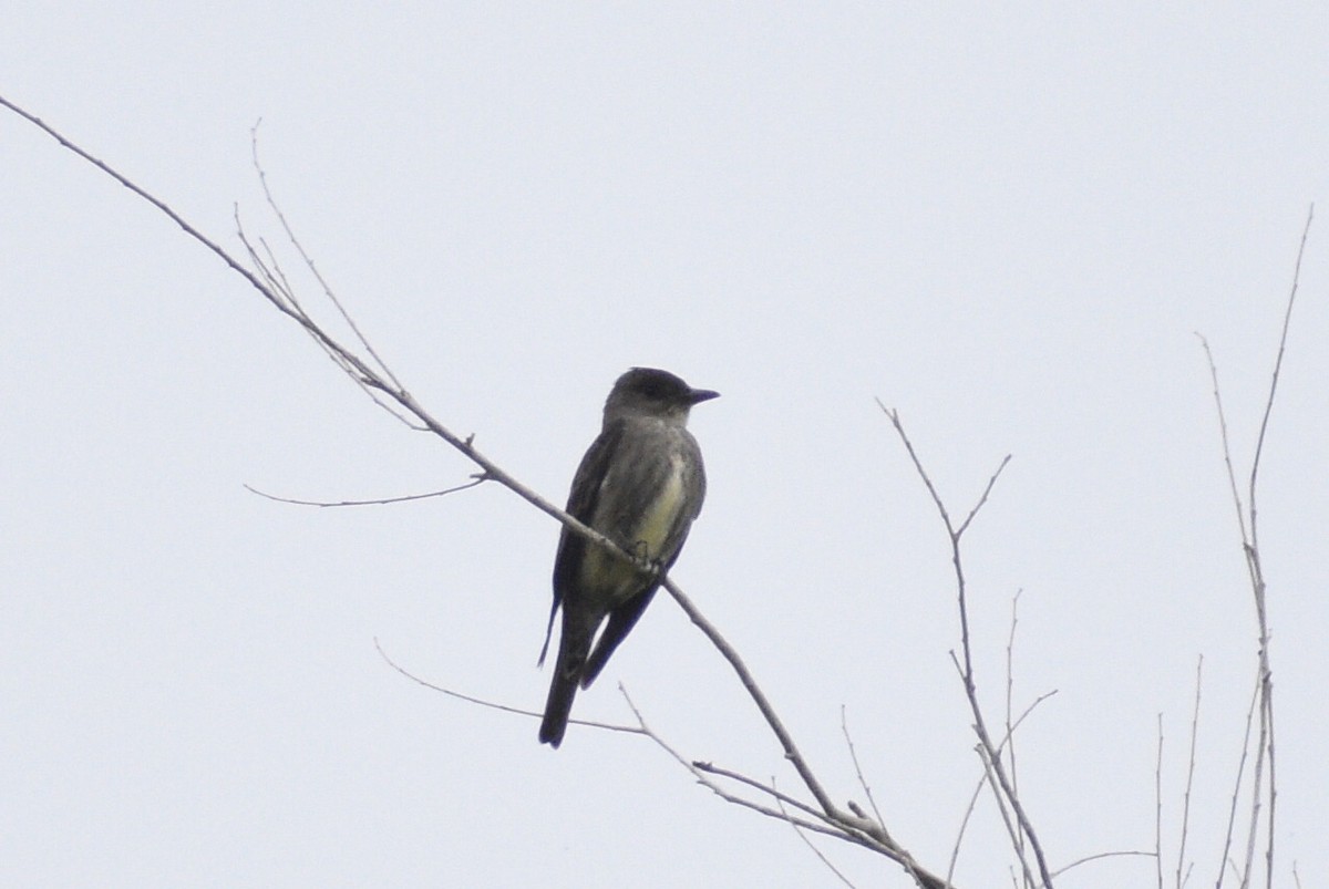 Olive-sided Flycatcher - ML343532061