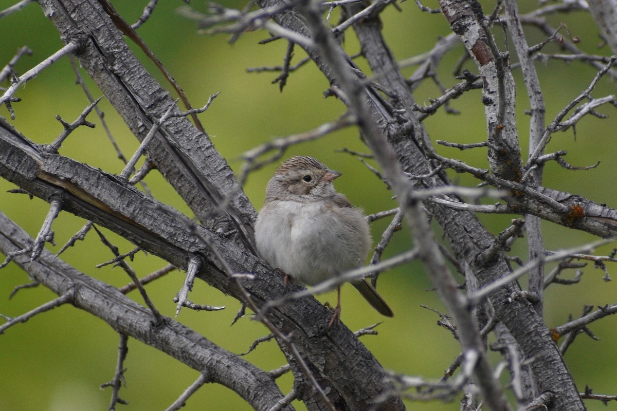 Brewer's Sparrow - ML343532091