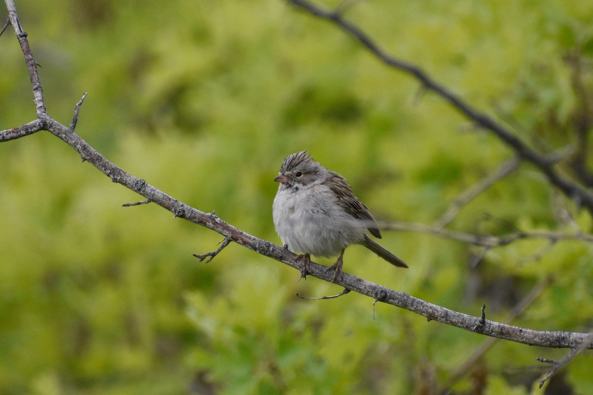 Brewer's Sparrow - ML343532131