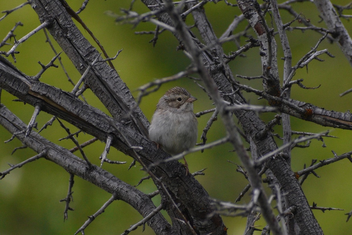 Brewer's Sparrow - ML343532151