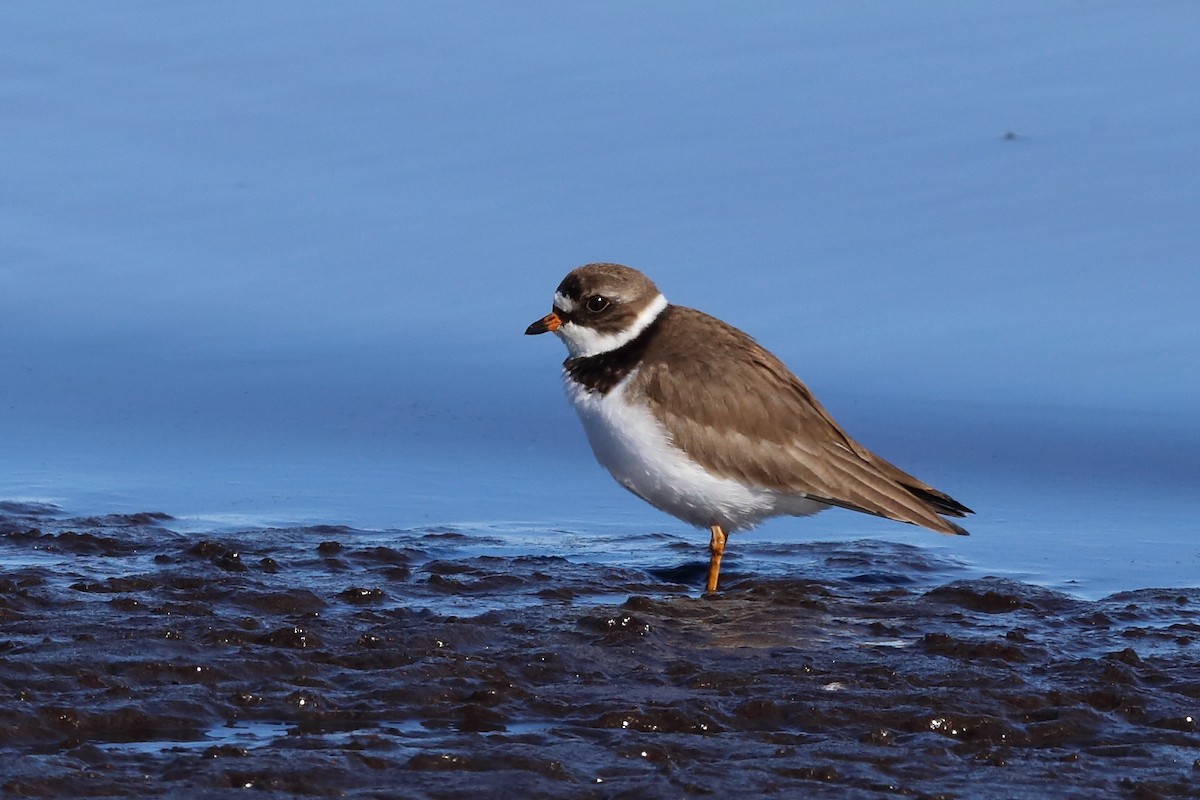 Semipalmated Plover - ML343532381