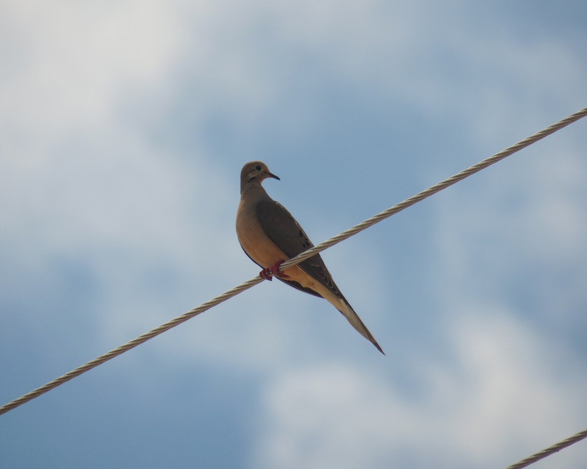 Mourning Dove - ML343533731