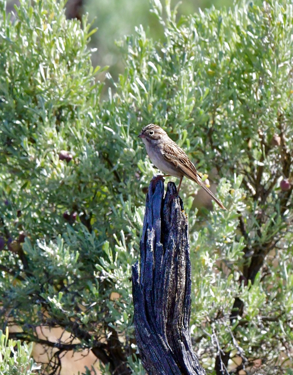 Brewer's Sparrow - ML343534761