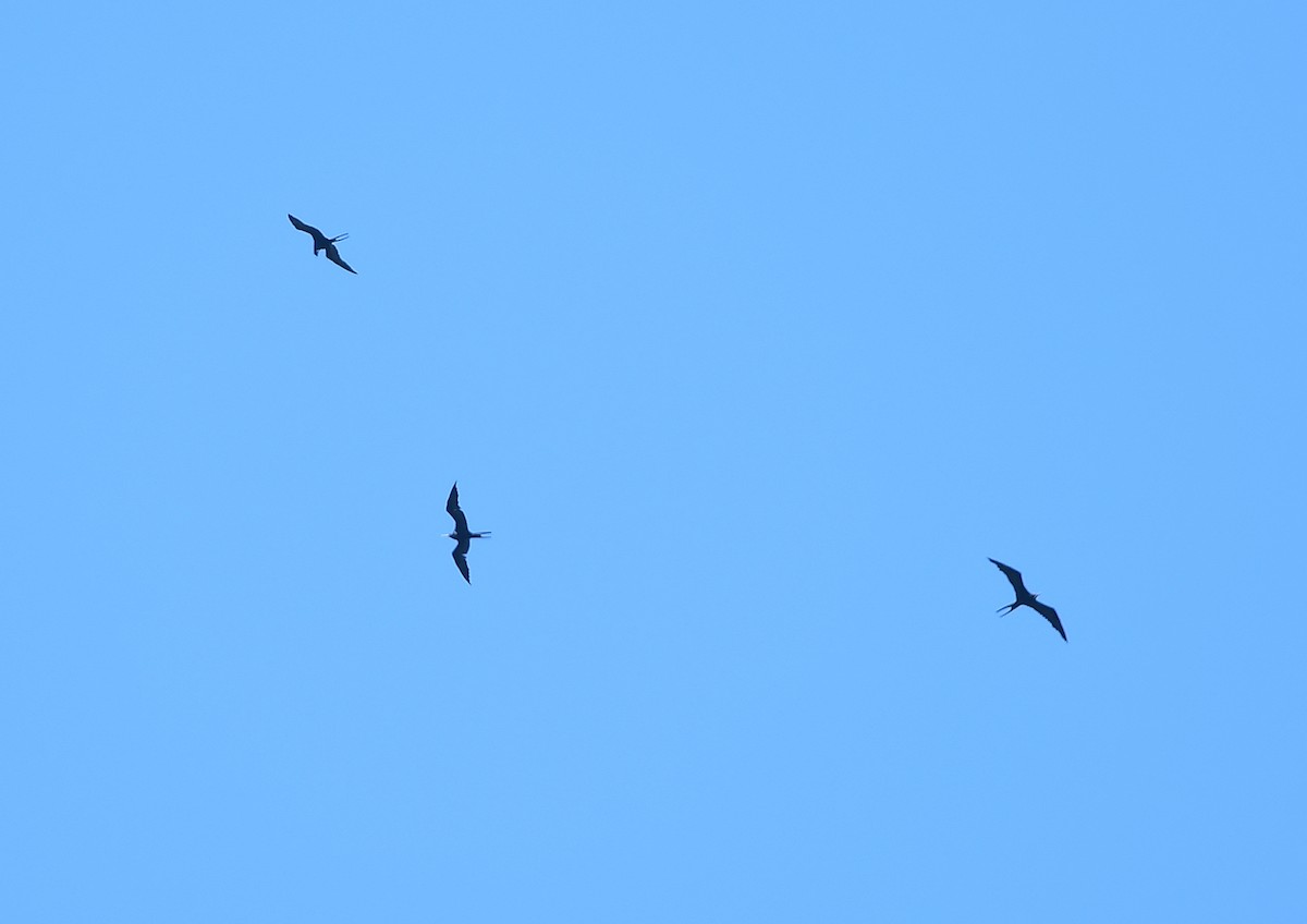 Magnificent Frigatebird - ML343535571