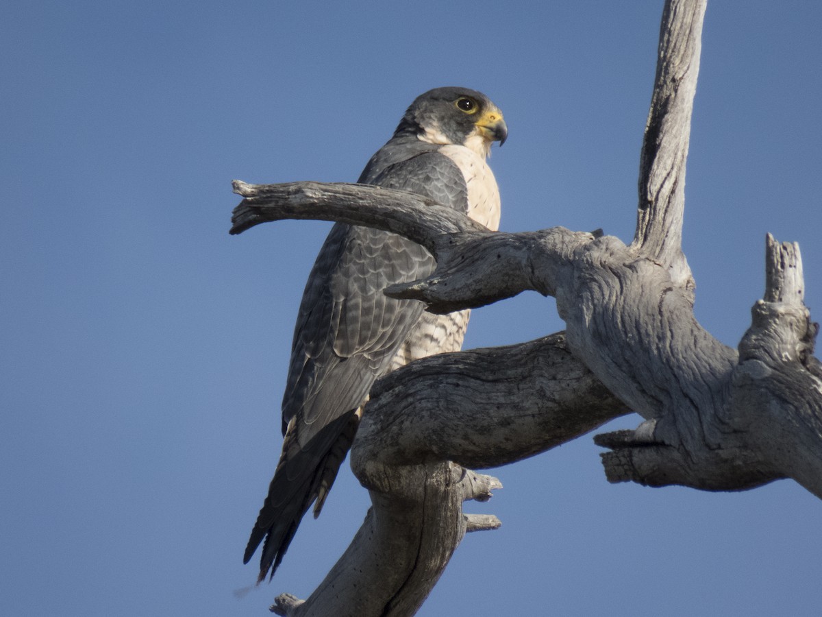 Peregrine Falcon - ML34353561