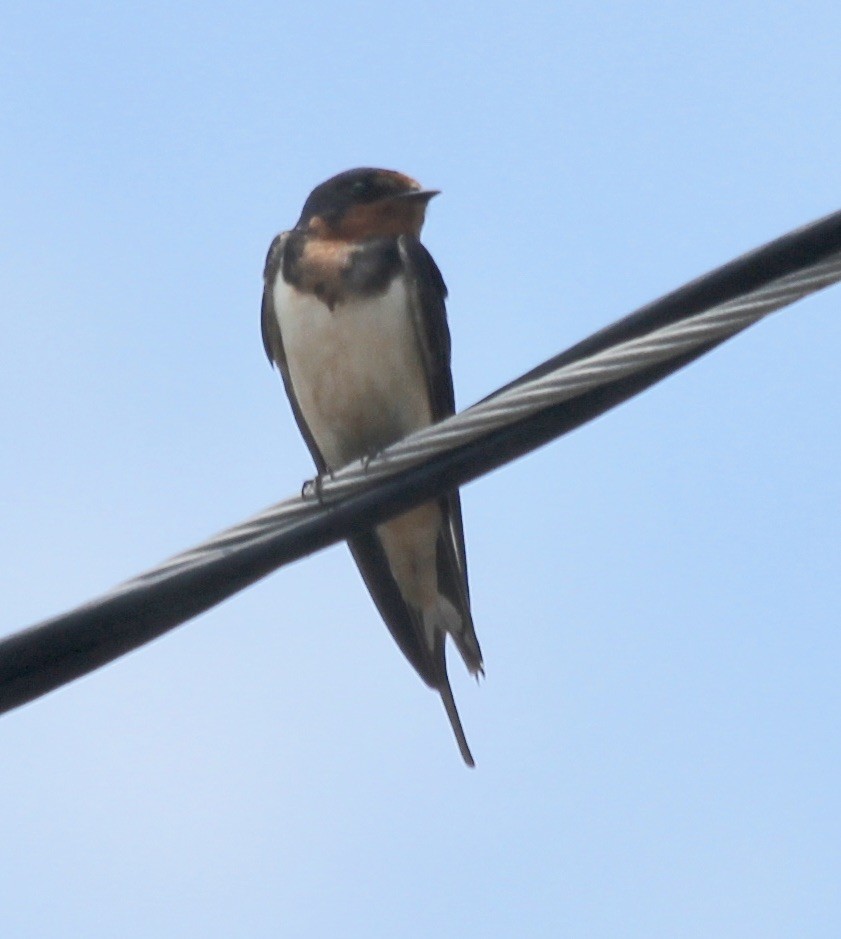 Barn Swallow - ML343536421