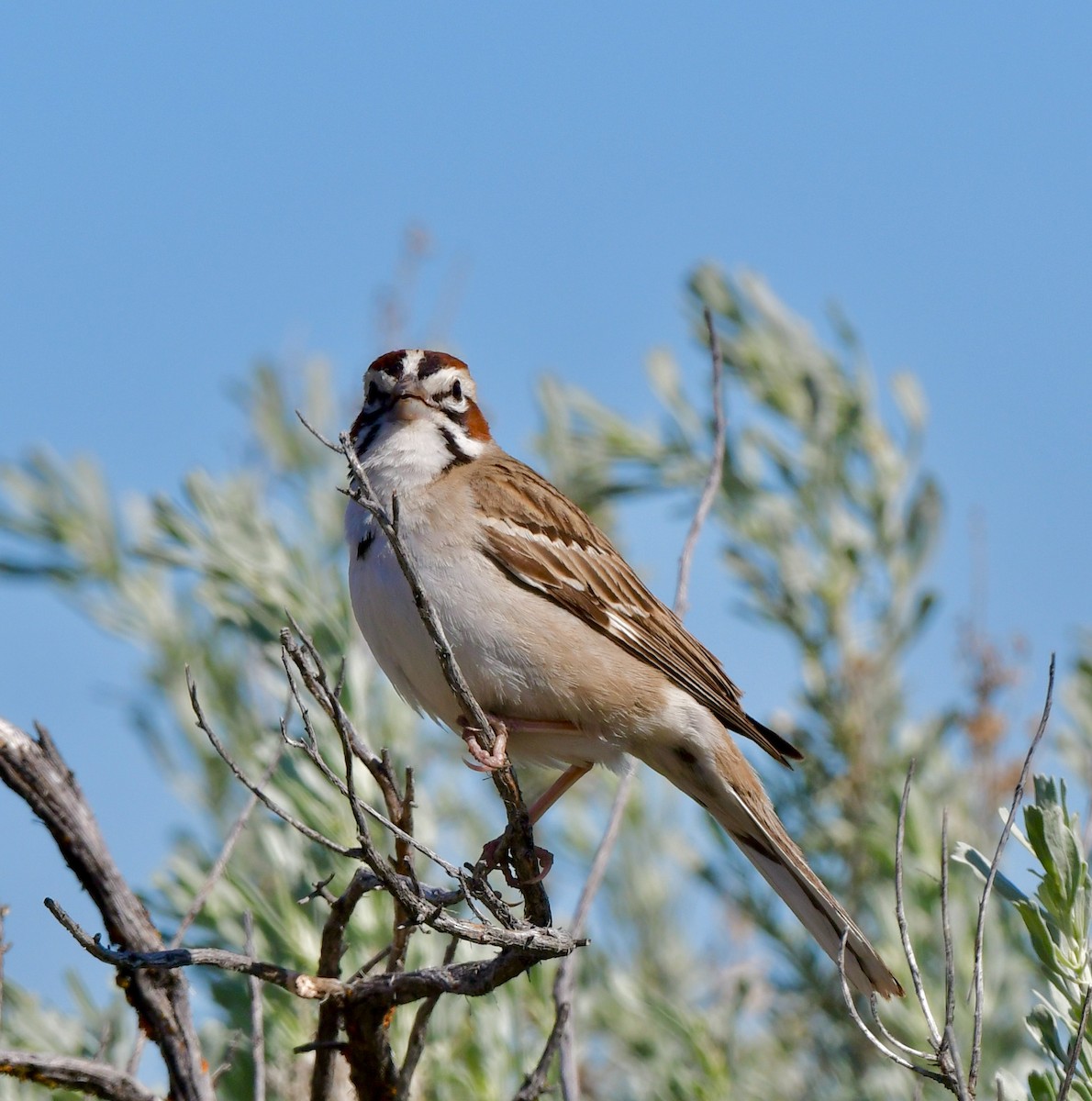 גיבתונית לבנת-גבה - ML343537121