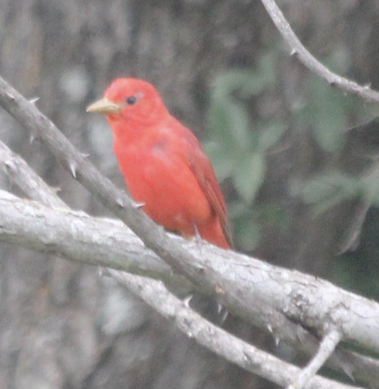 Summer Tanager - ML343537261